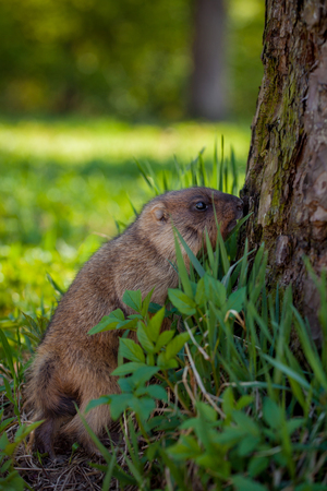 The bobak marmot cub on grassの写真素材
