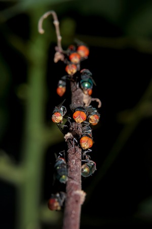 Some exotic flies on branchの写真素材