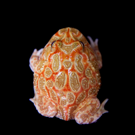 The chachoan horned frog isolated on blackの写真素材