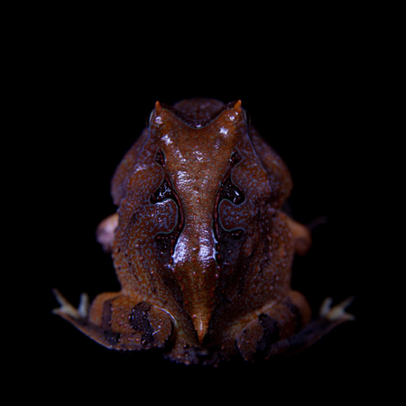 The Amazonian horned froglet isolated on blackの写真素材