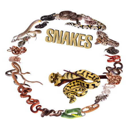 Snakes circle set on white