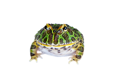 The Argentine horned froglet isolated on whiteの写真素材