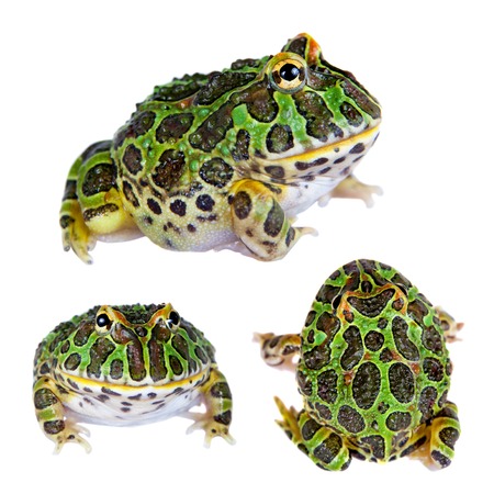 The Argentine horned froglet isolated on white