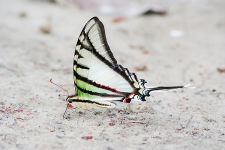 Rare and colorful butterfly in South America