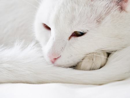 Beauty mixed-breed white cat on white backgroundの写真素材