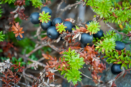Black crowberry on White sea bay, Russiaの写真素材