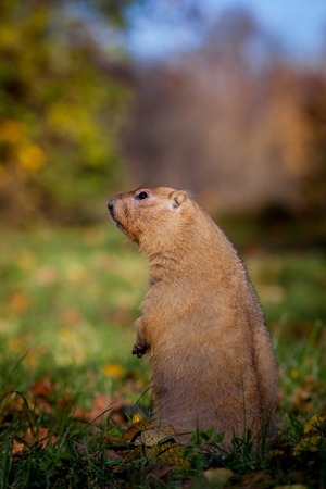 The bobak or steppe marmot in autumn park