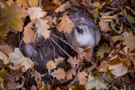 The Virginia opossum, Didelphis virginiana, in autumn parkの写真素材