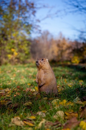 The bobak or steppe marmot in autumn parkの写真素材