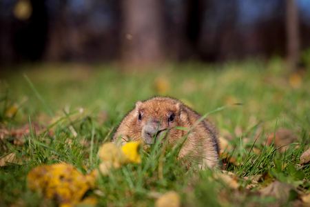 The bobak or steppe marmot in autumn parkの写真素材