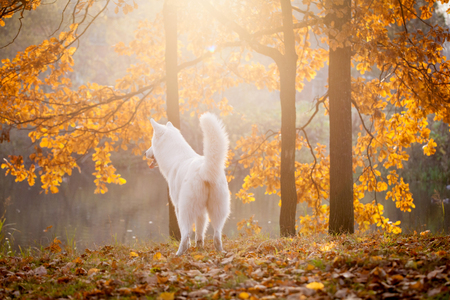 White swiss shepherd dog in autumn parkの写真素材