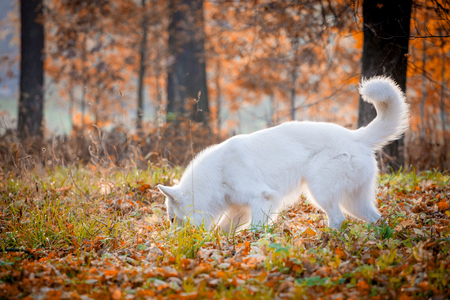 White swiss shepherd dog in autumn parkの写真素材