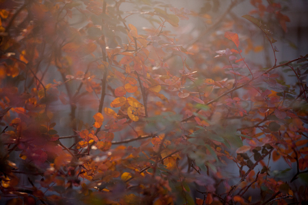 Dog rose or Rosa canina in sunrise lightの写真素材
