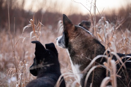 Two dogs look ahead in the fieldの写真素材