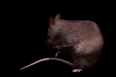 Gambian pouched rat, Cricetomys gambianus, isolated on black backgroundの写真素材