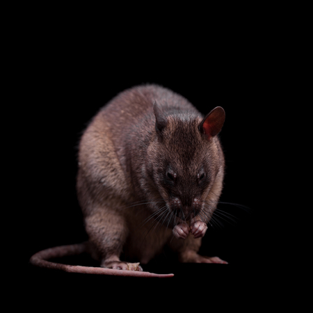 Gambian pouched rat, 3 years old, on blackの写真素材