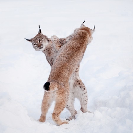 Abordable Eurasian Lynx, portrait in winter fieldの写真素材