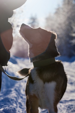 Mixed breed dog in the winter fieldの写真素材