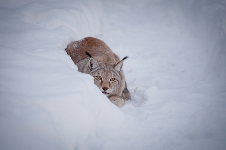 Abordable Eurasian Lynx, portrait in winter fieldの写真素材