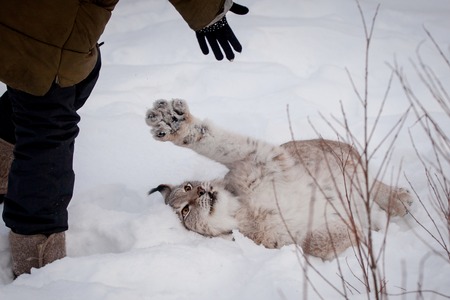 Abordable Eurasian Lynx, portrait in winter fieldの写真素材