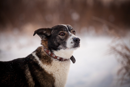 Mixed breed dog in the winter fieldの写真素材