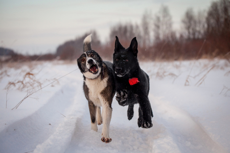 Two dogs playing in the winter fieldの写真素材