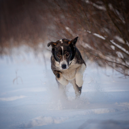 Mixed breed dog in the winter fieldの写真素材