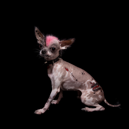 Punk style peruvian hairless and chihuahua mix dog with tattoo on blackの写真素材