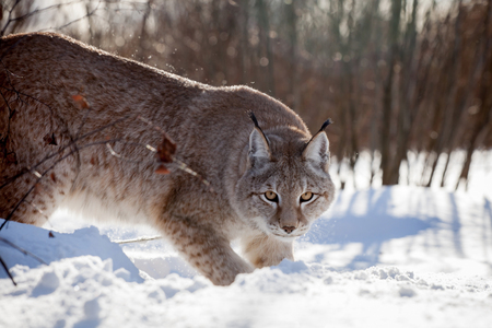 Abordable Eurasian Lynx, portrait in winter fieldの写真素材