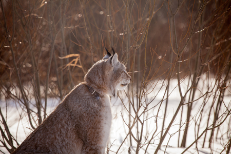 Abordable Eurasian Lynx, portrait in winter fieldの写真素材
