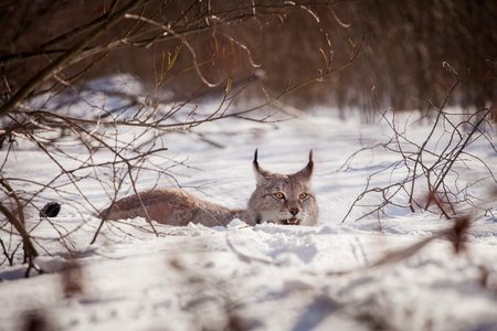 Abordable Eurasian Lynx, portrait in winter fieldの写真素材