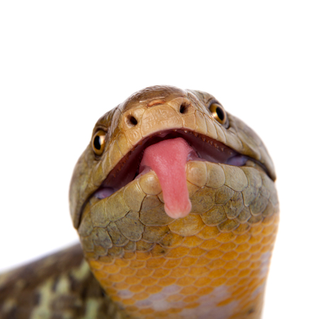 The Solomon Islands skink on white backgroundの写真素材