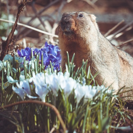 The bobak or steppe marmot in autumn parkの写真素材