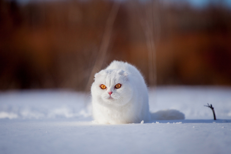 White cottish Fold cat portrait in winter fieldの写真素材