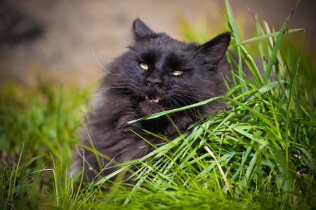 Black Maine Coon cat on green grass in a gardenの写真素材