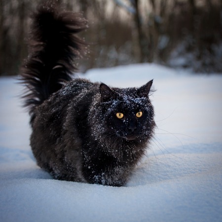 Adorable Black Maine Coon cat portrait in winter fieldの写真素材