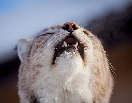 Beautiful Eurasian bobcat, lynx lynx, in winter fieldの写真素材