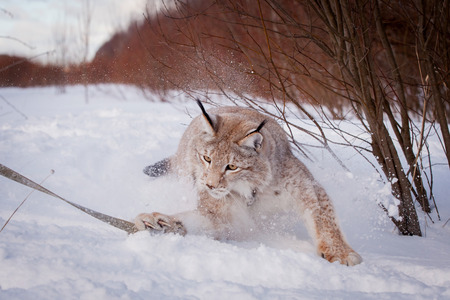 Beautiful Eurasian bobcat, lynx lynx, in winter fieldの写真素材