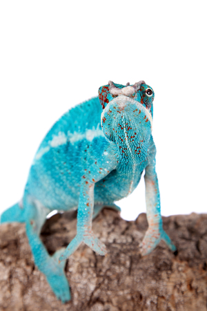 The panther chameleon Nosi be, Furcifer pardalis isolated on white backgroundの写真素材
