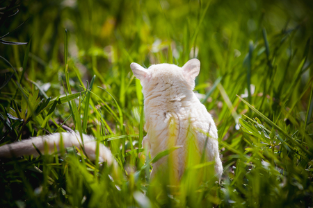 White sugar glider, Petaurus breviceps, on grassの写真素材