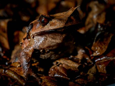 Annam spadefoot toad sitting on brown leavesの写真素材