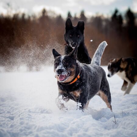 Australian blue Cattle Dog with east-european shepherd dog on the winter field