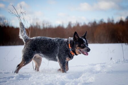 Australian blue Cattle Dog on the winter field