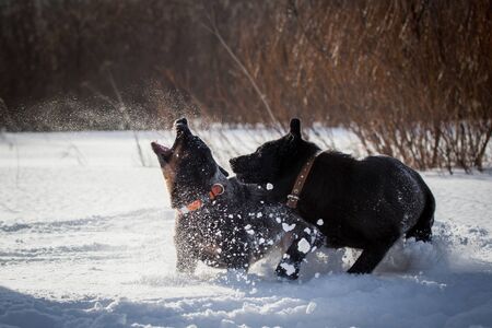 Australian blue Cattle Dog with east-european shepherd dog on the winter field