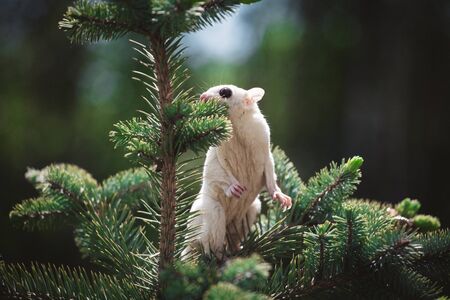 White leucistic sugar glider on branch in gardenの写真素材