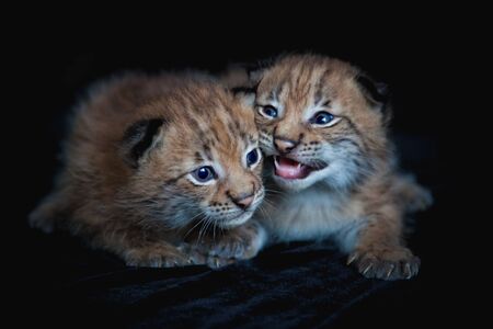 Two pretty Eurasian Lynx cubs on black backgroundの写真素材