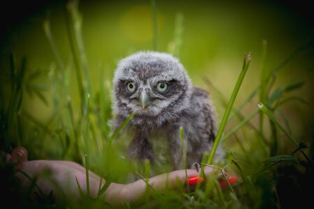 Little Owl Baby, 5 weeks old, on grassの写真素材