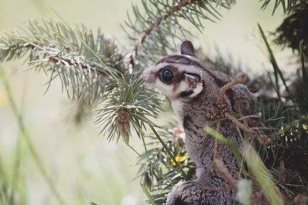 Pretty sugar glider sitting on a branchの写真素材