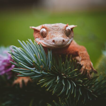 New Caledonian crested gecko on tree with flowersの写真素材