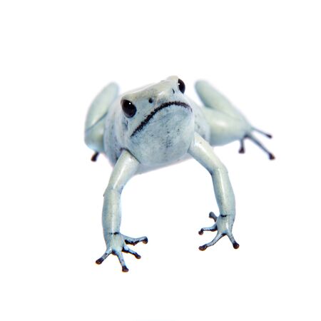 The golden poison frog, Phyllobates terribilis Mint, isolated on white background.の写真素材